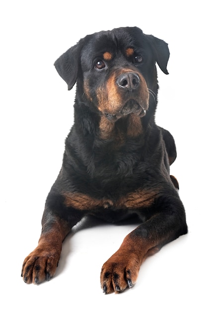 rottweiler en estudio