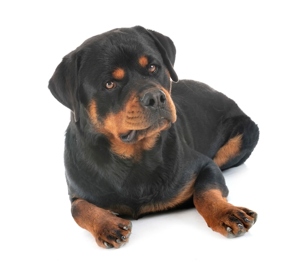 rottweiler en estudio