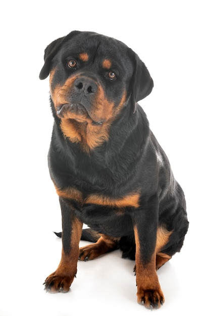 rottweiler en estudio