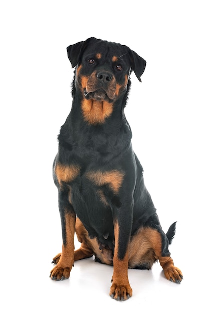 Foto rottweiler en estudio