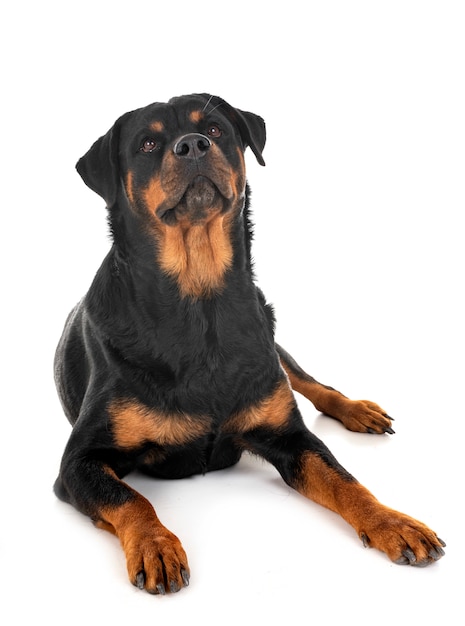 rottweiler en estudio