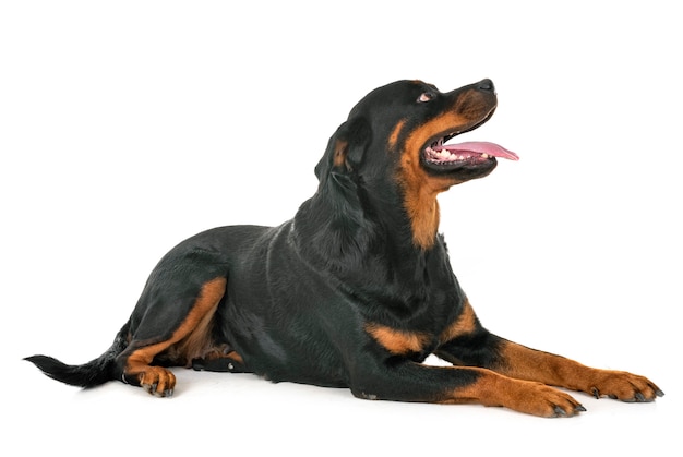 rottweiler en estudio