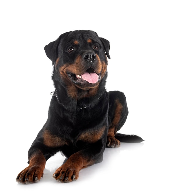 rottweiler en estudio