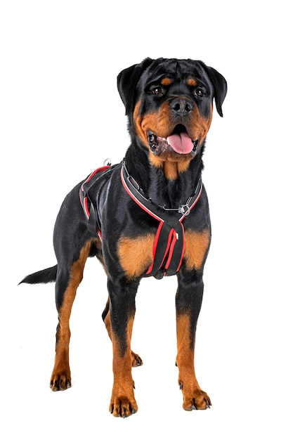 rottweiler en estudio