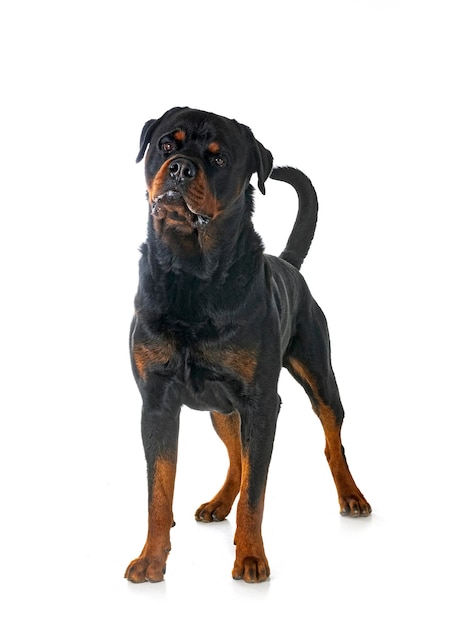 rottweiler en estudio