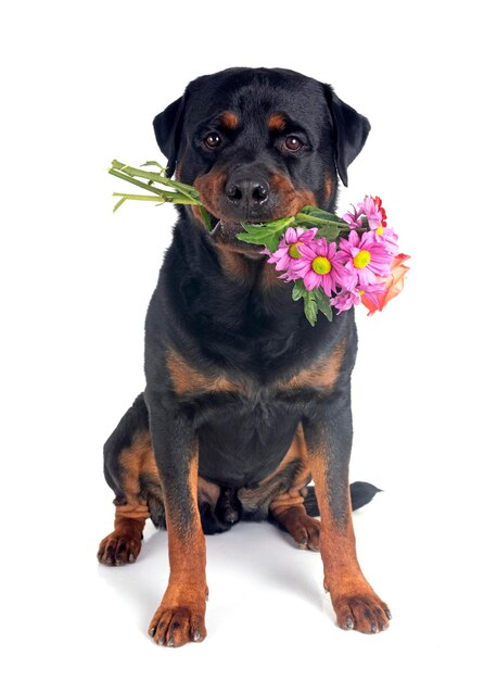 Foto rottweiler en el estudio