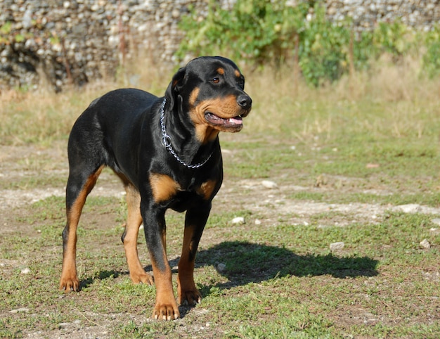 Rottweiler fêmea