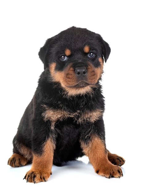 Rottweiler filhote de cachorro em estúdio