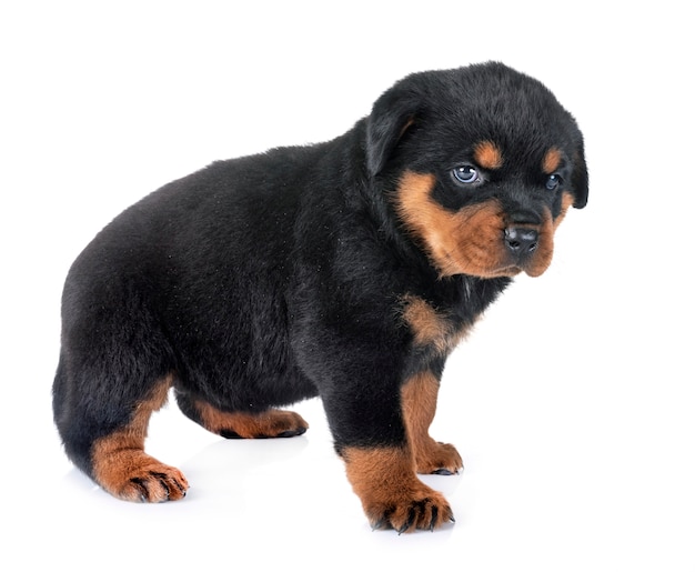 Rottweiler filhote de cachorro em estúdio