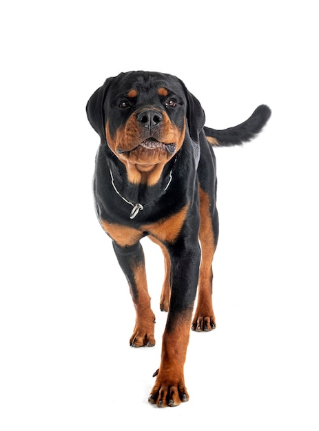 Rottweiler filhote de cachorro em estúdio