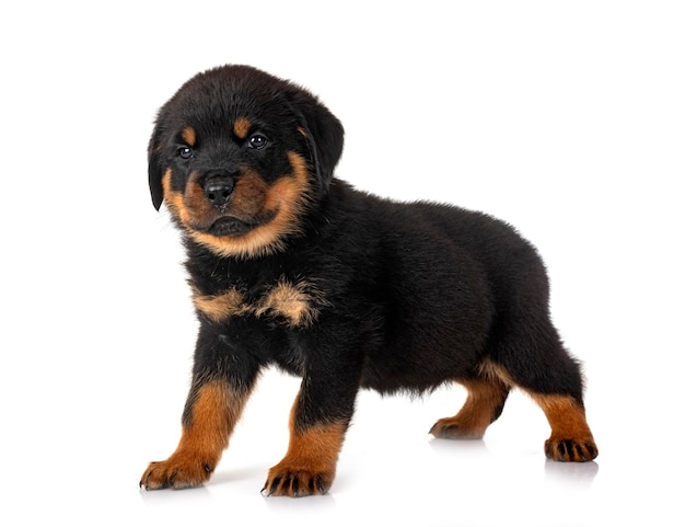 Rottweiler filhote de cachorro em estúdio