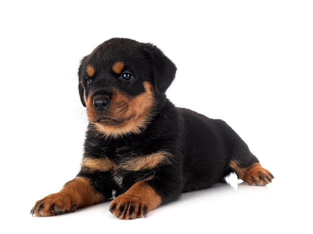 Rottweiler filhote de cachorro em estúdio