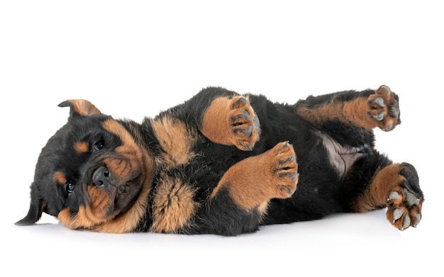 Rottweiler filhote de cachorro em estúdio