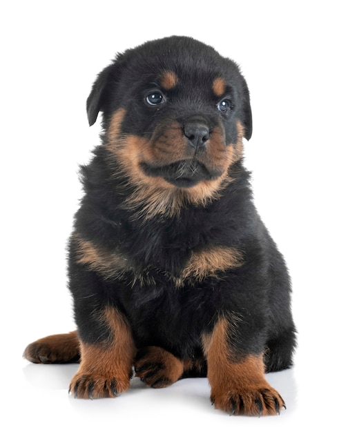 Rottweiler filhote de cachorro em estúdio