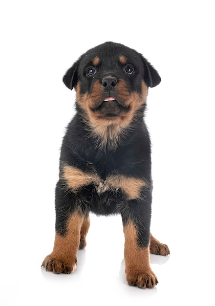 Rottweiler filhote de cachorro