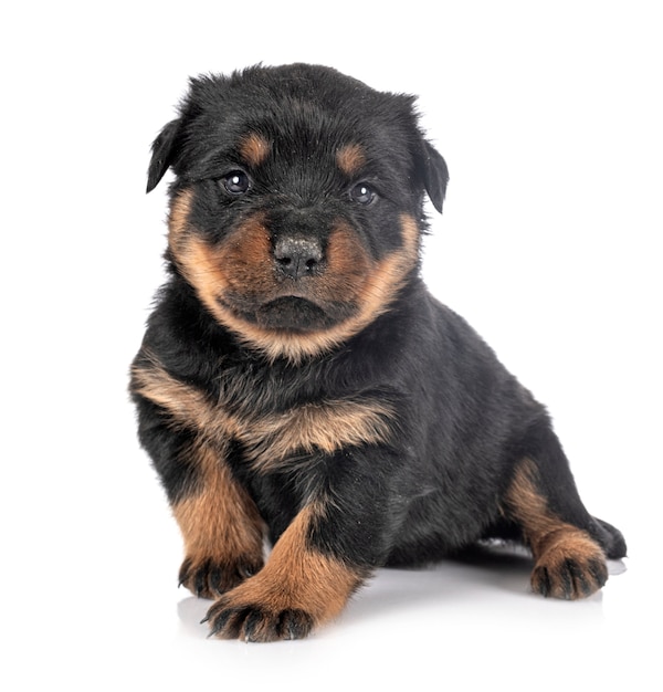 Rottweiler filhote de cachorro