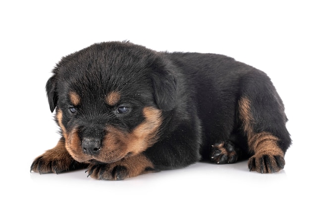 Rottweiler filhote de cachorro