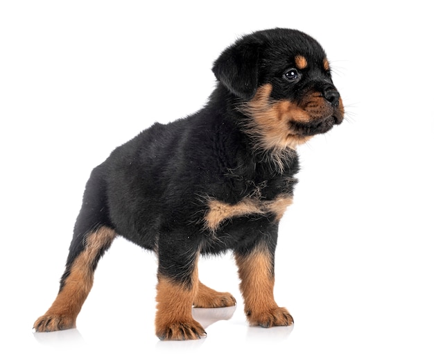 Rottweiler filhote de cachorro