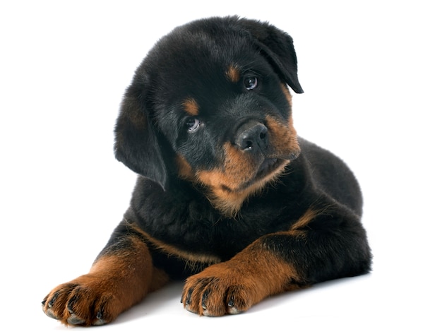 Rottweiler filhote de cachorro