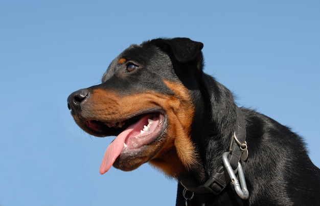 Rottweiler filhote