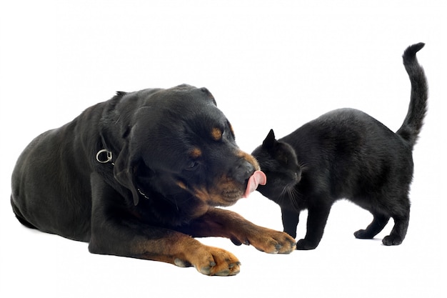 Rottweiler y gato