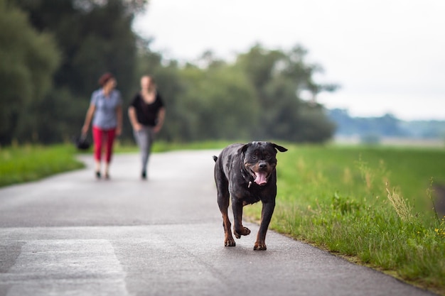 Rottweiler gehen auf einem Fußweg mit Freunden im Hintergrund