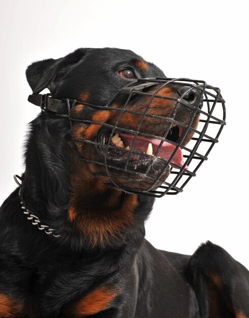 Foto rottweiler con hocico