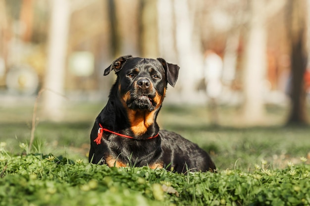 Rottweiler-Hund auf dem Weg