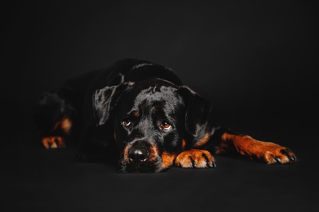 Rottweiler-Hund auf schwarzem Hintergrund im Studio