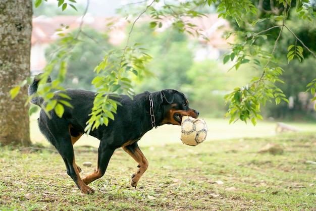 Rottweiler-Hund, der beim Beißen eines Balls läuft