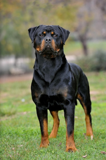 Rottweiler-Hund, der im Gras steht