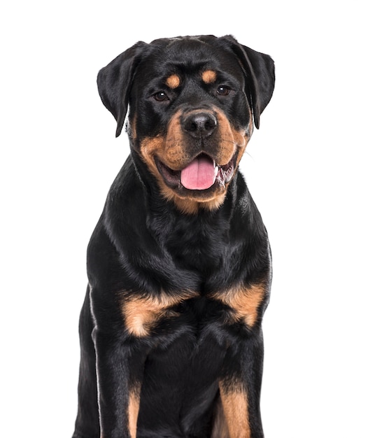 Rottweiler Hund keuchend sitzend vor weißem Hintergrund