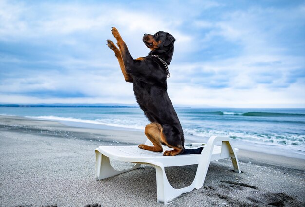 Rottweiler Hund ruht auf einem Liegestuhl am Strand