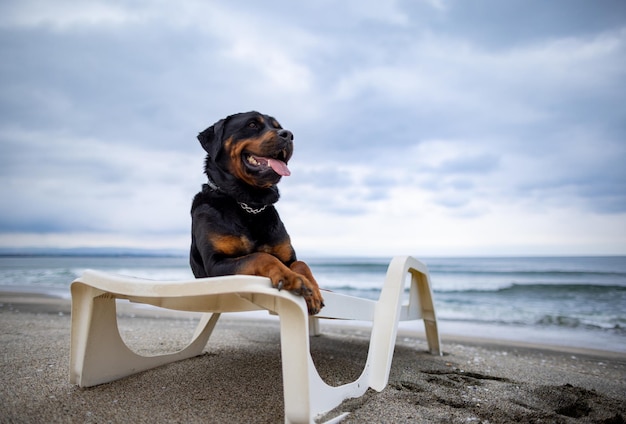 Rottweiler Hund ruht auf einem Liegestuhl am Strand