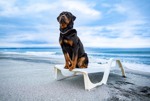 Rottweiler Hund ruht auf einem Liegestuhl am Strand