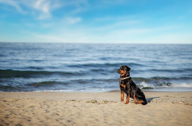 Rottweiler-Hund sitzt am Strand vor dem Hintergrund des Meeres