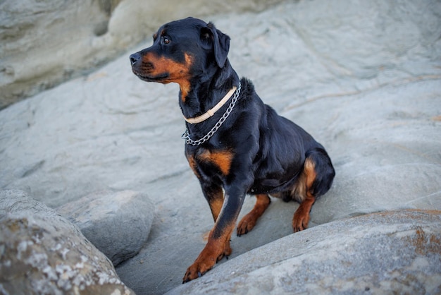 Rottweiler-Hund sitzt am Strand vor dem Hintergrund des Meeres