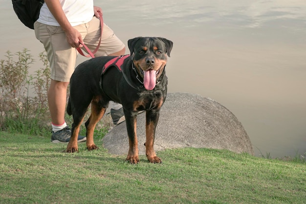 Rottweiler-Hund und Besitzer am See