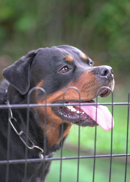 Rottweiler Hund