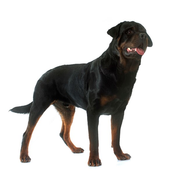 Rottweiler Hund