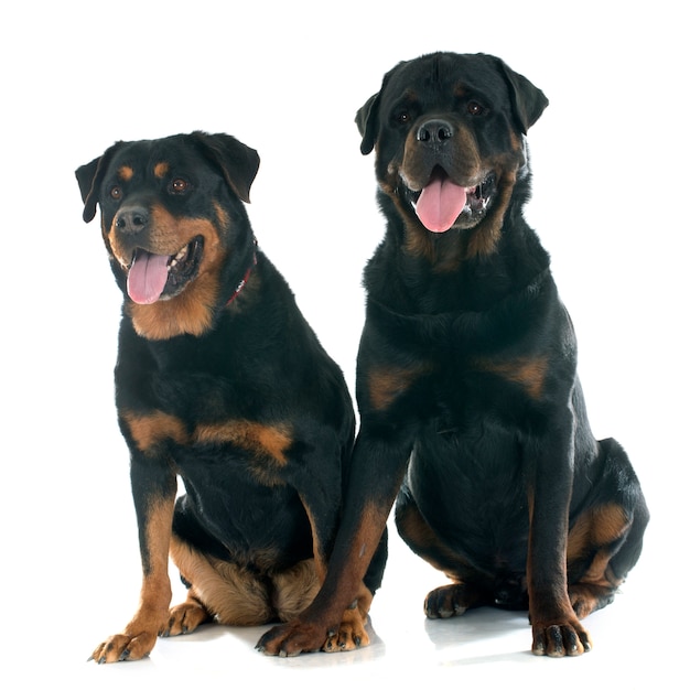 Rottweiler Hunde