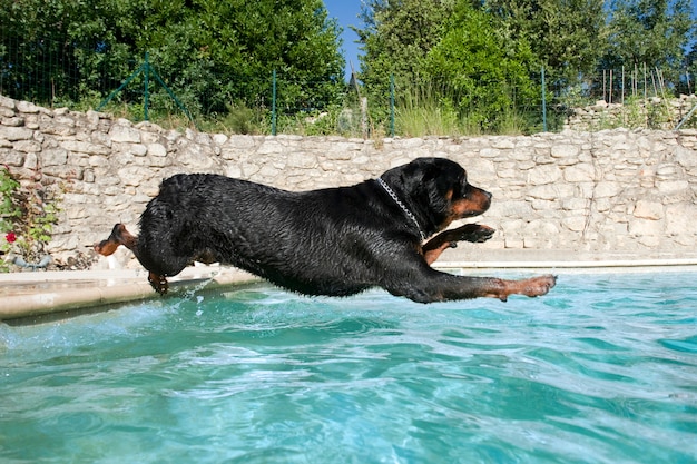 Rottweiler hundiéndose