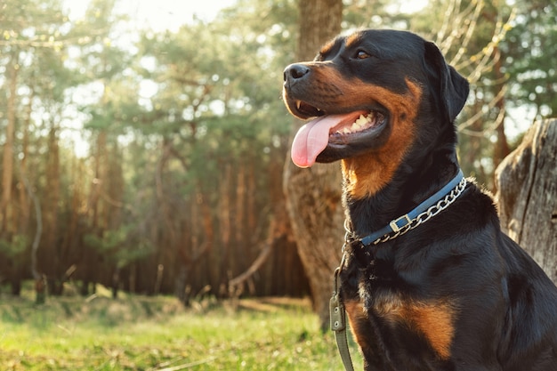 Rottweiler im Nadelwald an einem sonnigen Tag