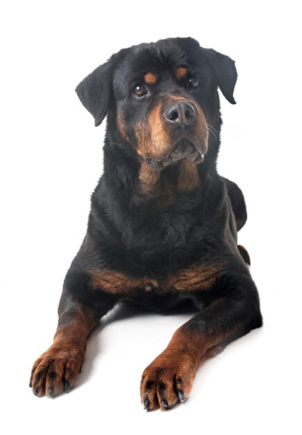 Rottweiler im Studio