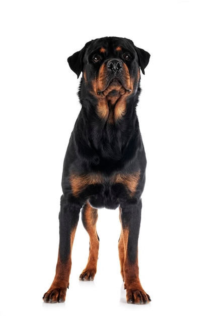 Rottweiler im Studio