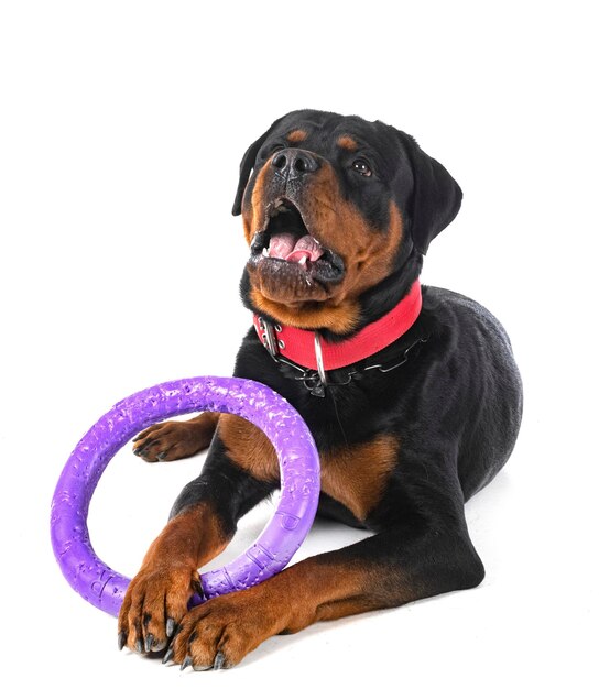 Rottweiler im Studio