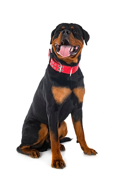 Rottweiler im Studio