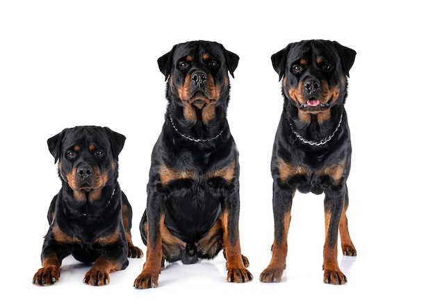 Rottweiler im Studio