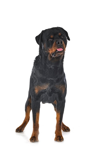 Rottweiler im Studio