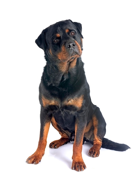 Rottweiler im Studio